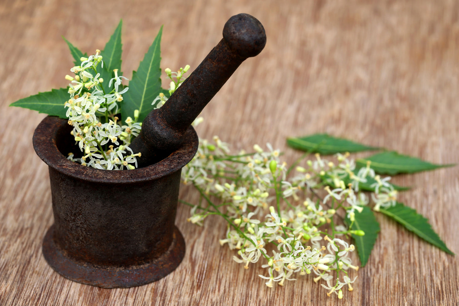 Herbal Spotlight: Neem