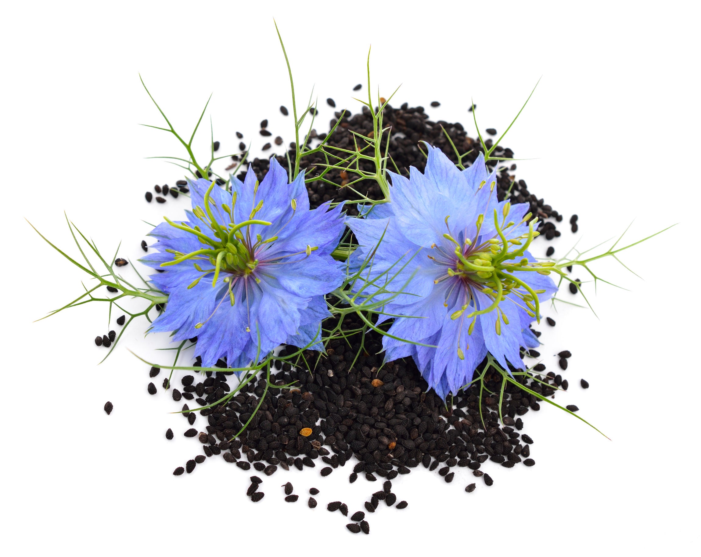 Herbal Spotlight: Black Cumin Seed